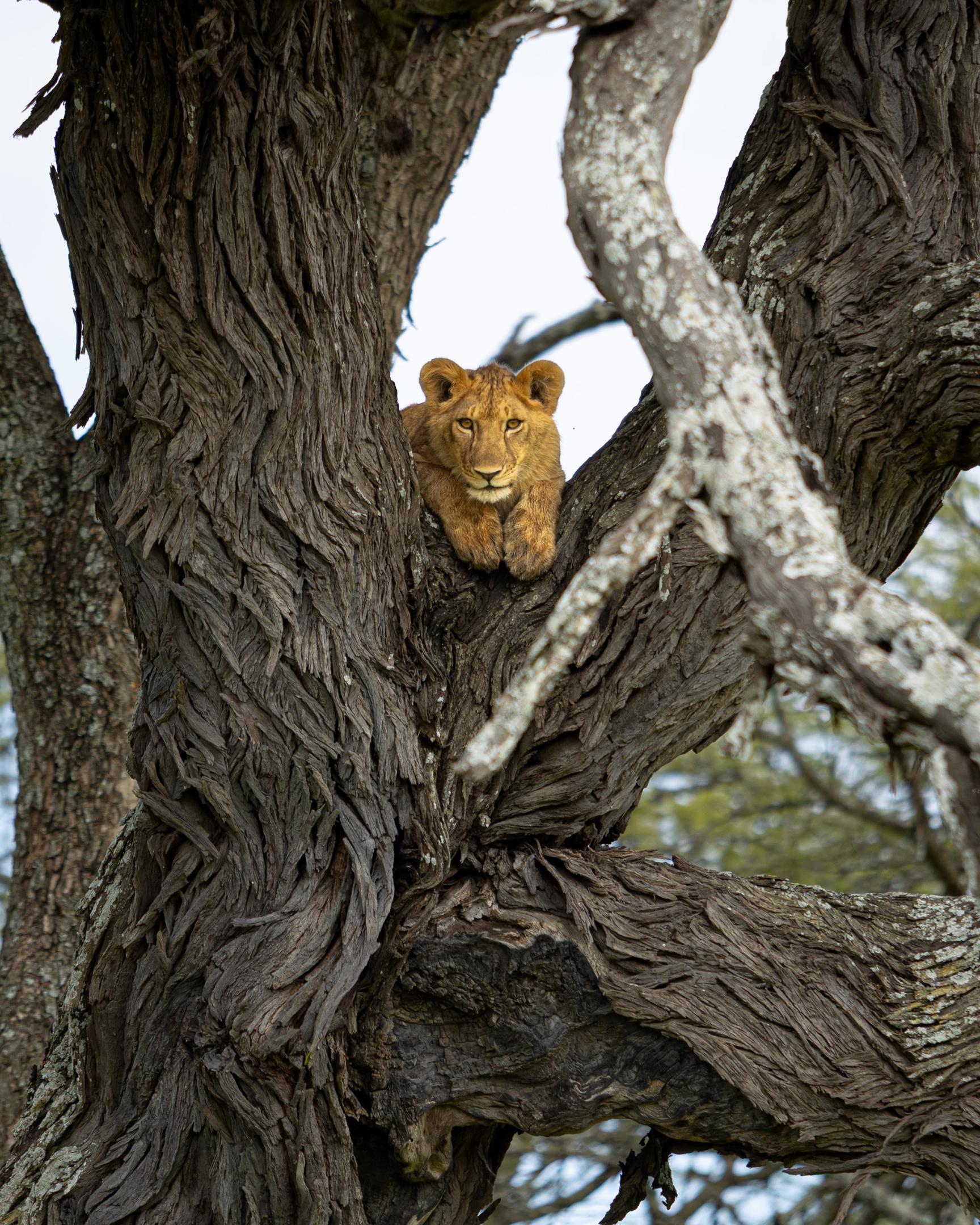 Lions in central Serengeti kopje country